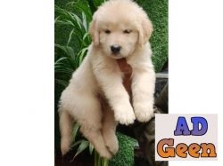 show Quality Golden rativer Pupies Avalible